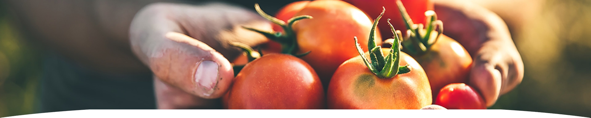 sustainability-nurturing-sustainable-live